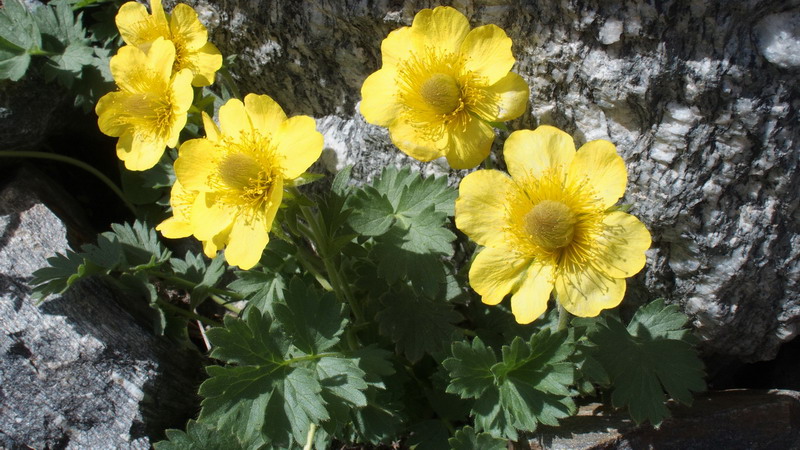 Geum reptans